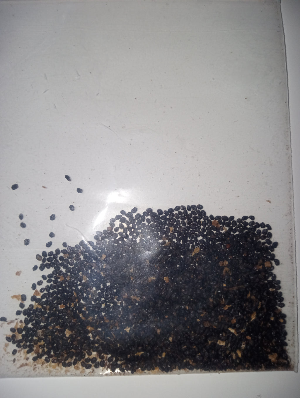 Trichocereus pervuvians seeds 25