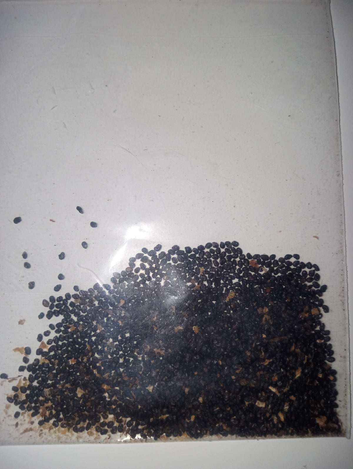 Trichocereus pervuvians seeds 25