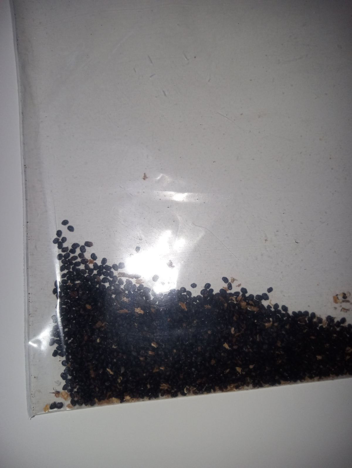 Trichocereus pervuvians seeds 25
