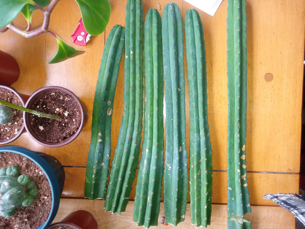 San pedro tip cut  16"