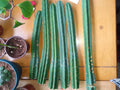 San pedro tip cut  16"