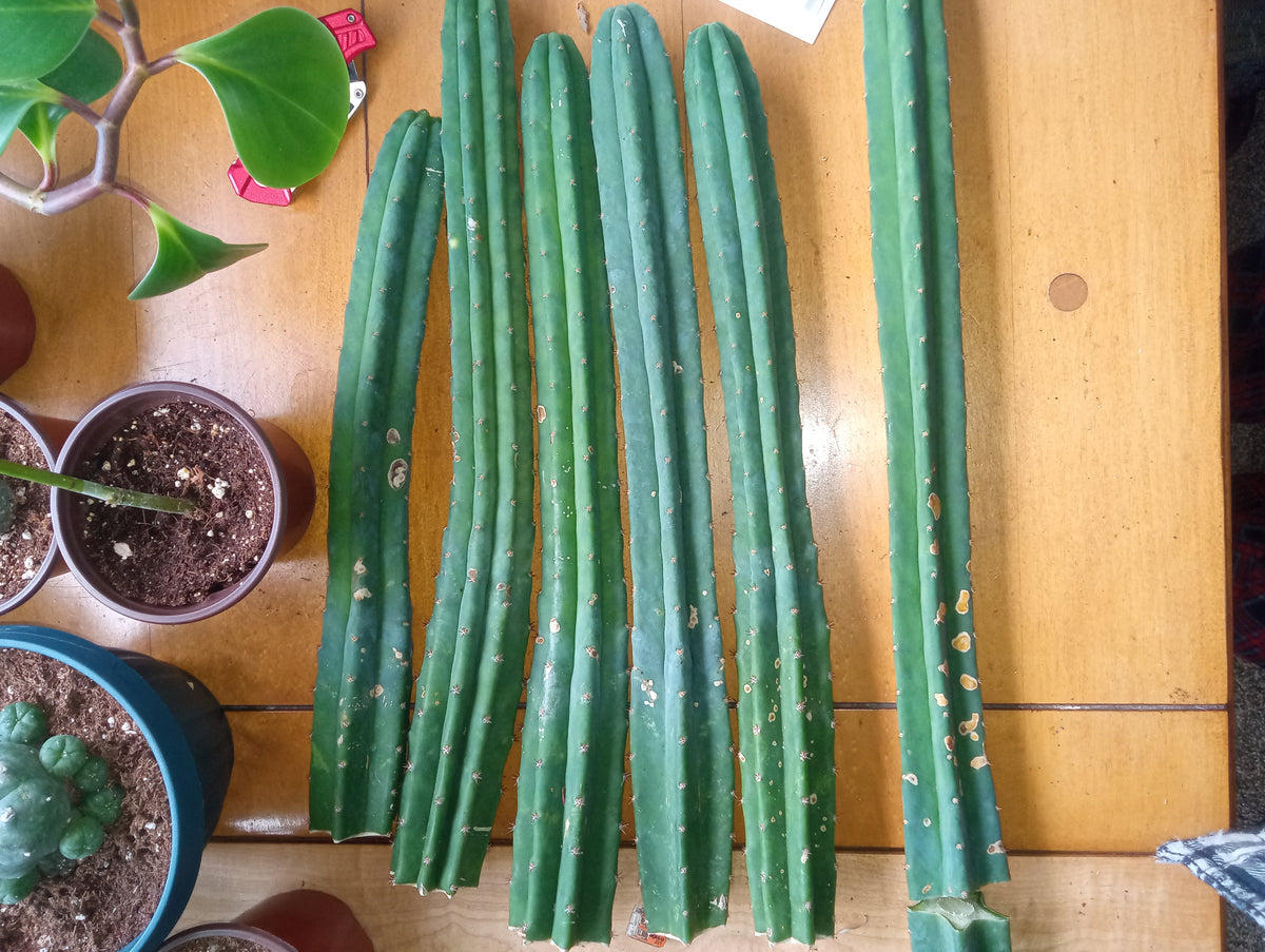 San pedro tip cut  16"