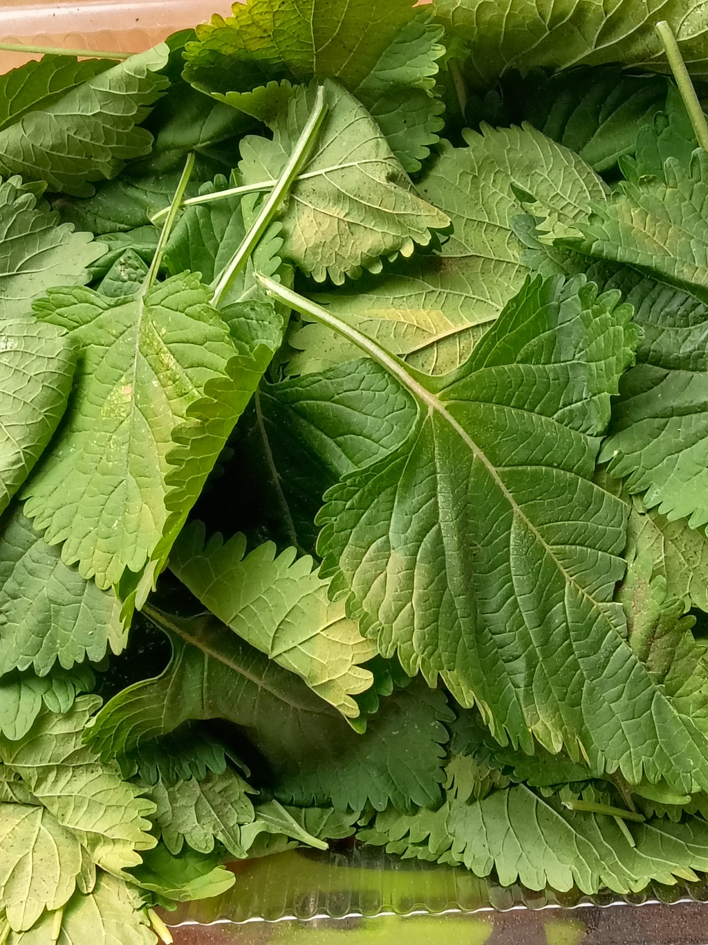 Wild Dagga leaf 30g