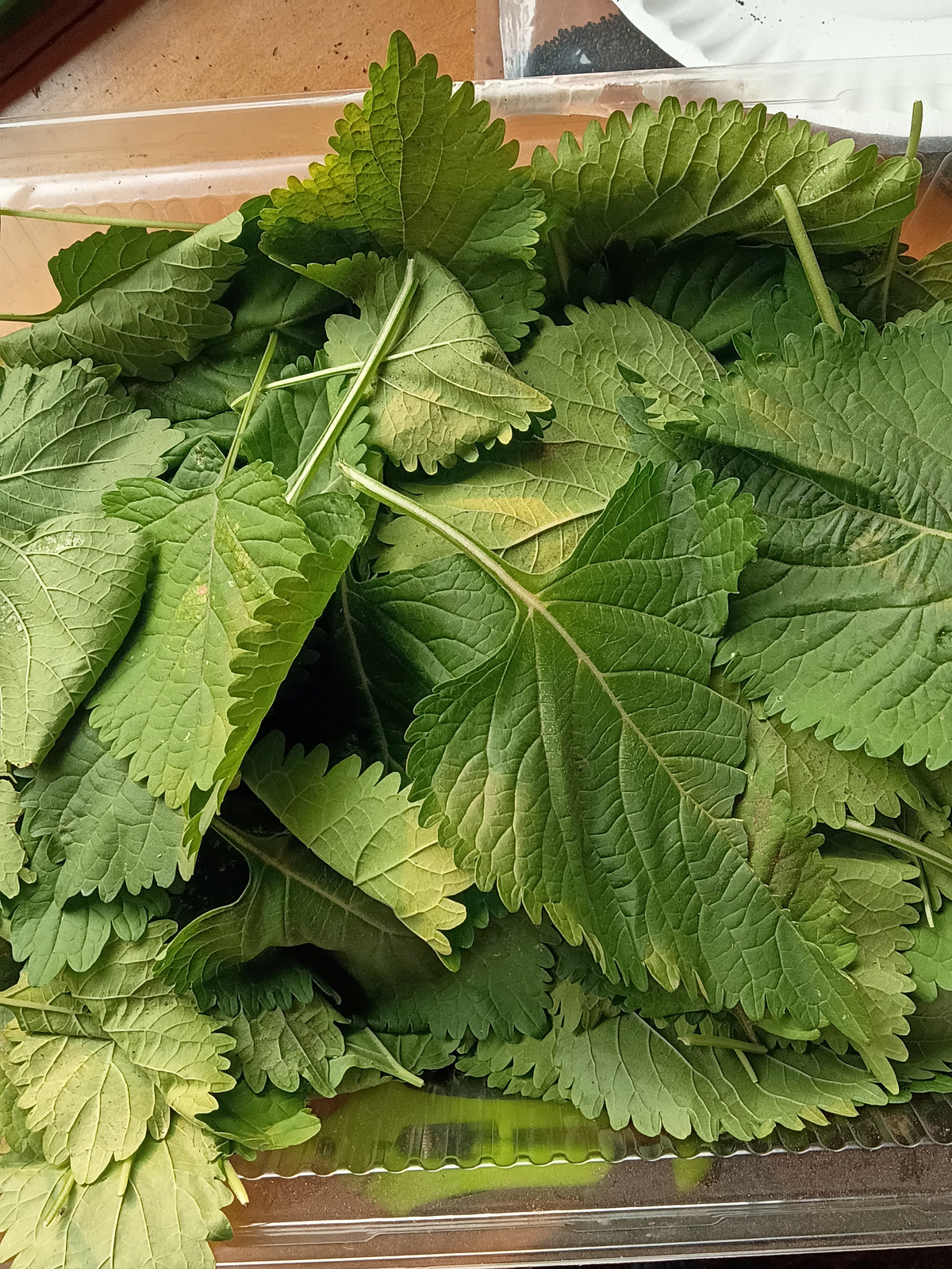 Wild Dagga leaf 30g