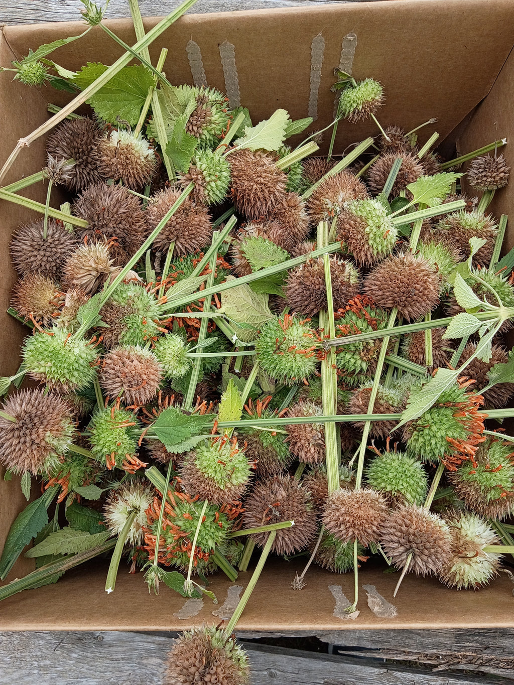 Wild dagga seeds
