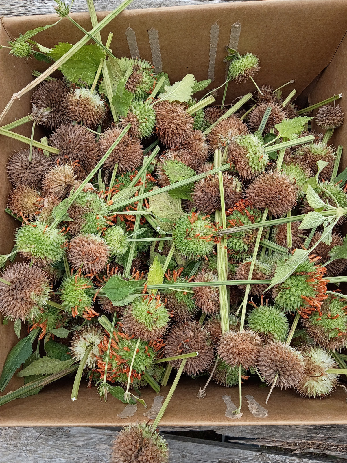 Wild dagga seeds