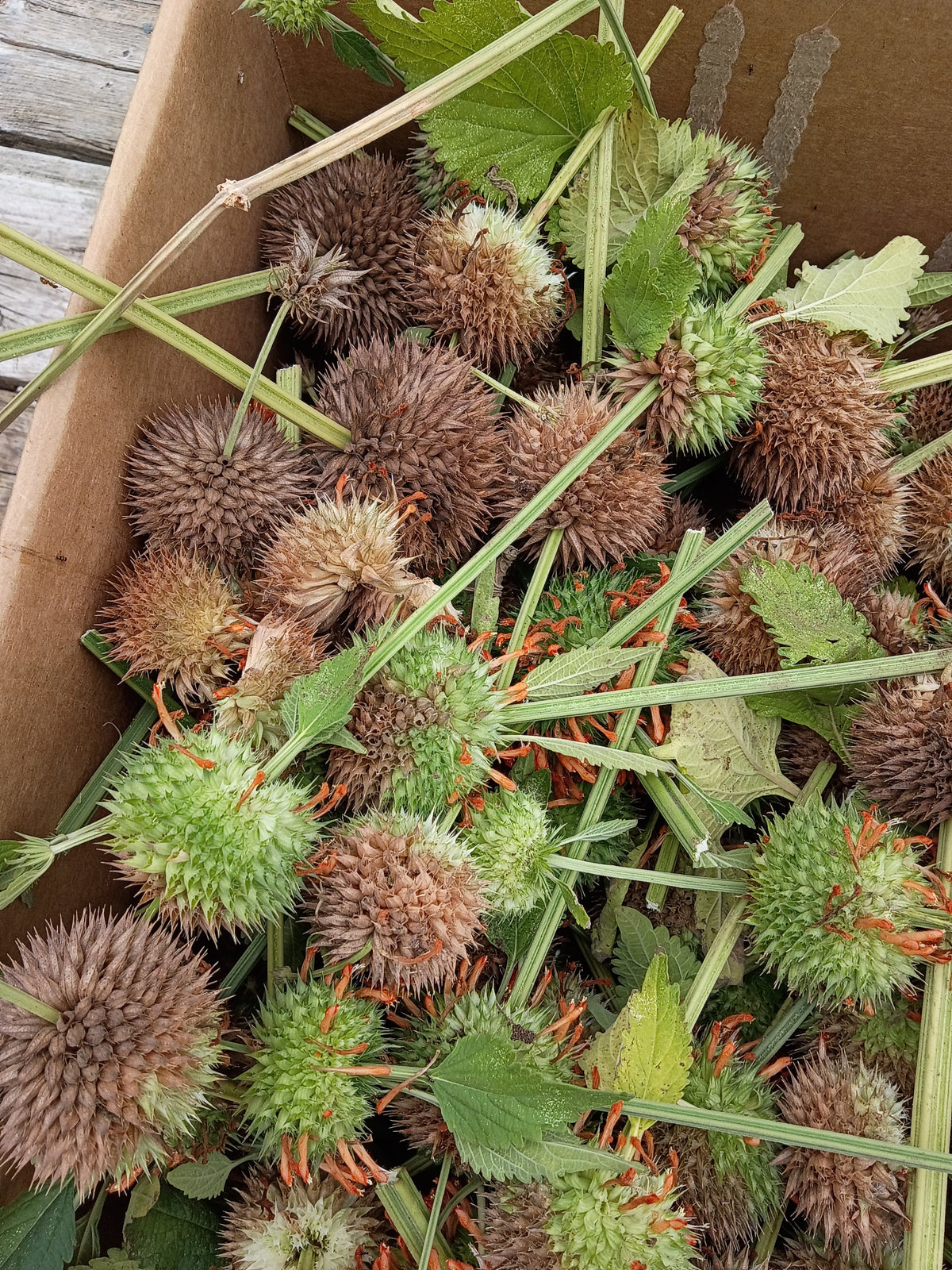 Wild dagga seeds