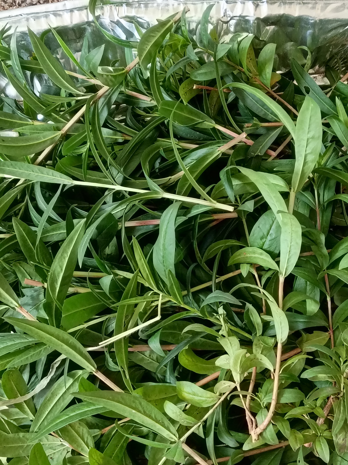 Heimia salicifolia 15g