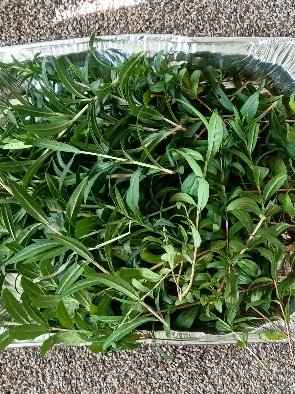 Heimia salicifolia 15g