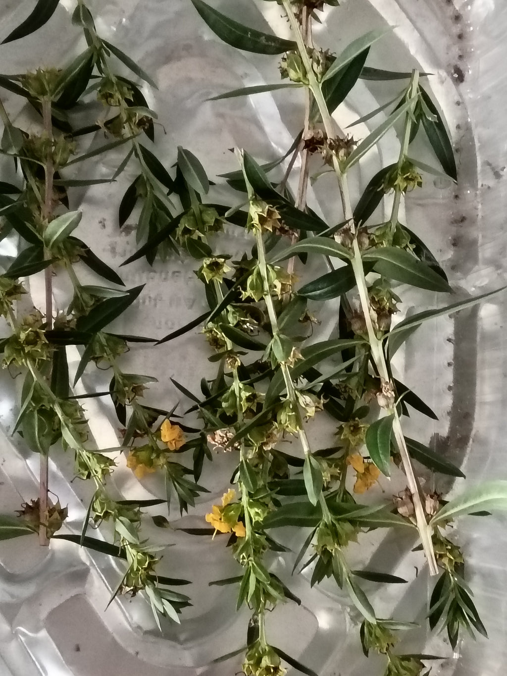 Heimia salicifolia 15g