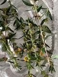 Heimia salicifolia seeds