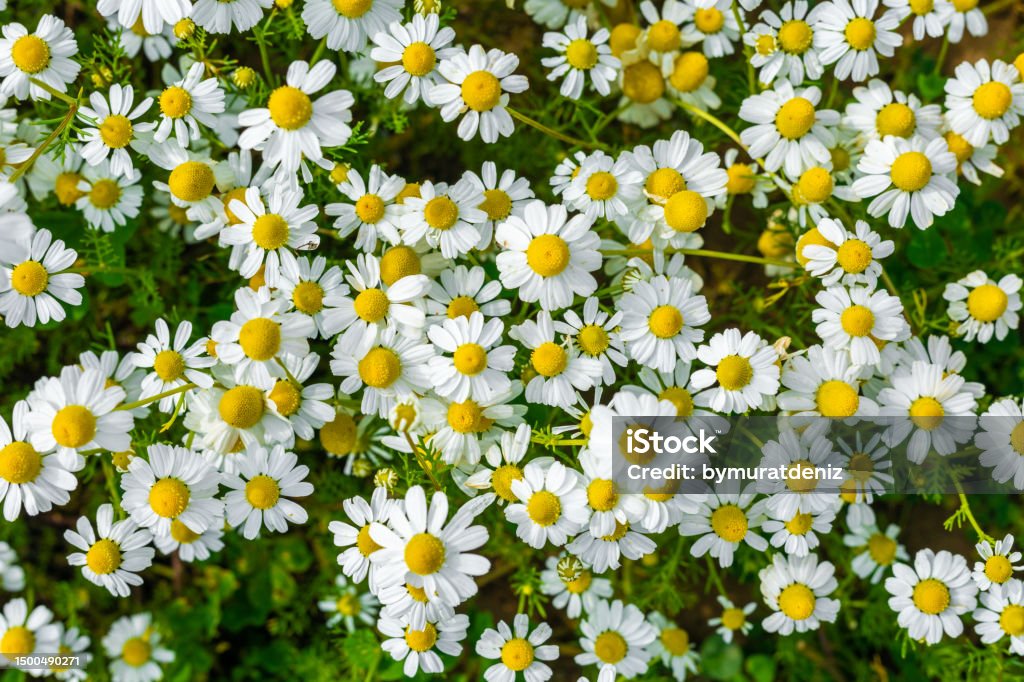 Roman Chamomile dried flowers30g