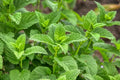 Lemon Balm leaf 30g