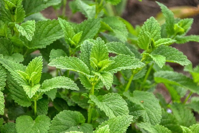 Lemon Balm leaf 30g